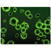 Chlorella alga, és a betegségek Chlorella alga, és a betegségek
