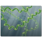 Immunerősítő - Spirulina Immunerősítő - Spirulina