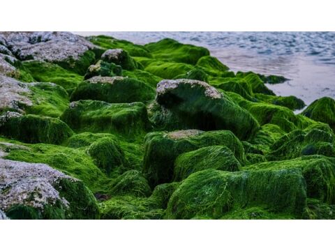 Megnövelte az őssejttermelést az alga